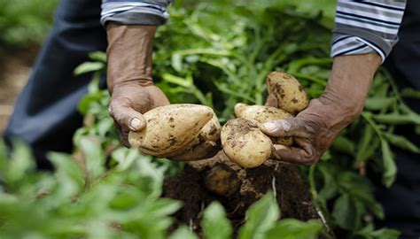 Siham Zidal LAgriculture Pilier du développement de léconomie et