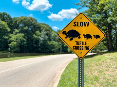 110 Turtle Crossing Sign Stock Photos Pictures And Royalty Free Images