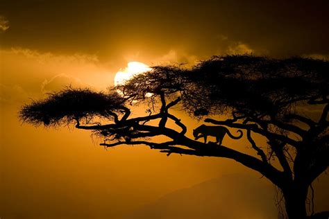 Silhouette At Sunset Jim Zuckerman Photography Photo Tours