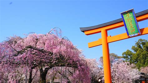 平野神社 桜 豪快に乱れ咲く京都屈指の桜の名所 京都もよう Kyoto Moyou