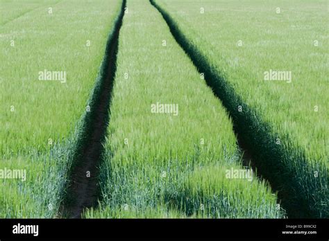 Tracks Through Wheat Field Stock Photo Alamy