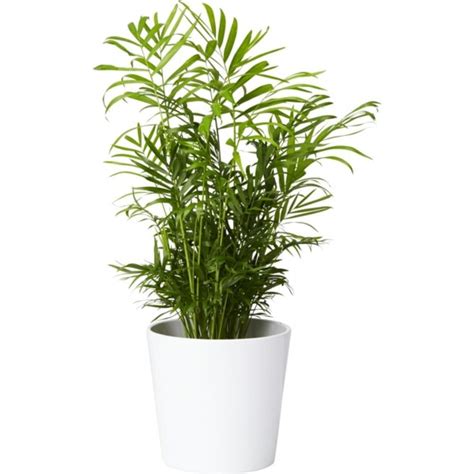 Bildresultat för mini palm i kruka | Floral | Växter, Gröna växter, Palmer