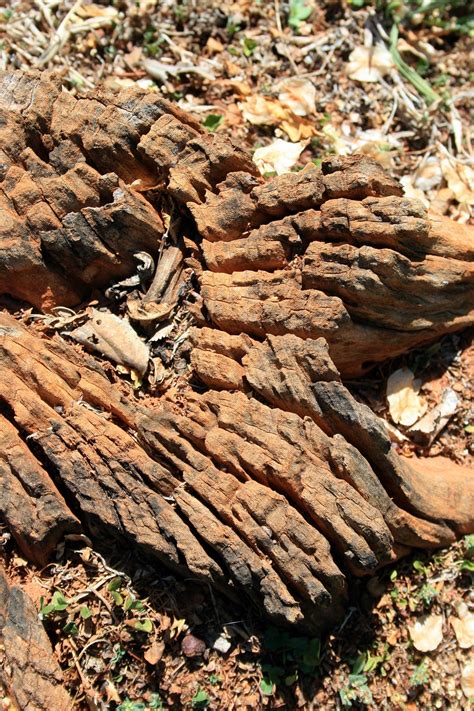 Tree Stump Base Free Stock Photo Public Domain Pictures