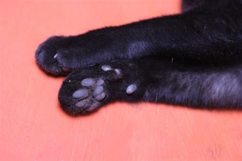 Primer Plano De Las Patas Del Gato Bajo La Piel Negra En Un Color