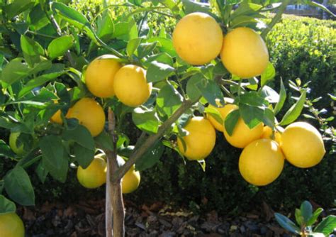 Citrus Lemon Tree Meyer Dwarf 8 Pot Hello Hello Plants