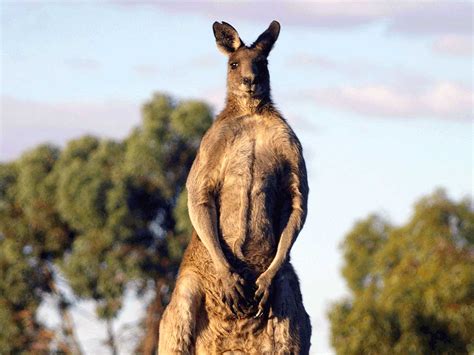 Koala Express Interesting And Amazing Facts About The Australian Kangaroo