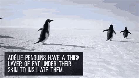 Adelie Penguins Have A Thick Later Of Fat To Insulate Them Continent7 ...