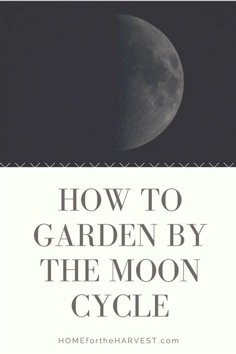 How To Garden By The Moon Cycle Home For The Harvest Winter