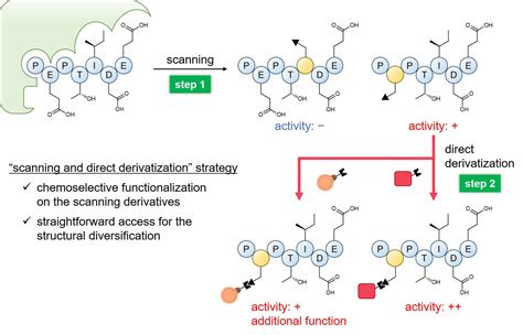 Novel method to design new peptide therapeutics pioneered | Mirage News