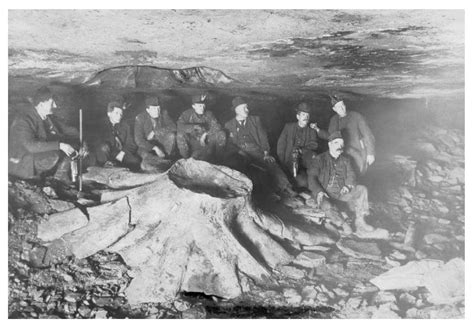 Incredible Revelation Petrified Tree Stump Found In 1918 Coal Mine
