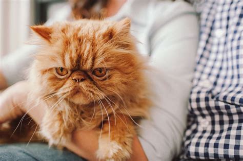 Cómo influye el color de tu gato en su personalidad