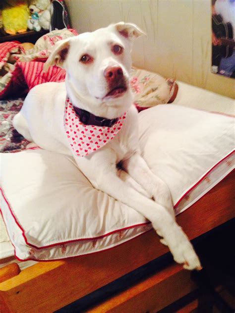 Roxanne - Contest Entry #67462 - Modern Dog Magazine