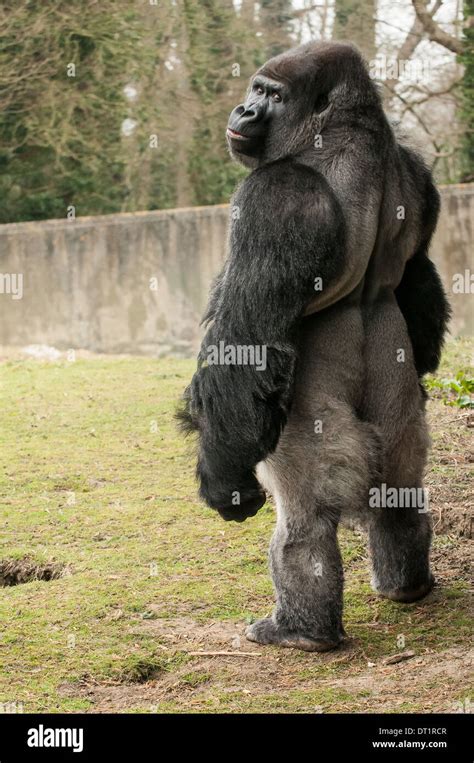 Silverback Gorilla,Gorilla standing Stock Photo - Alamy