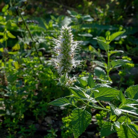 Nettleleaf Giant Hyssop Seeds The Plant Good Seed Company