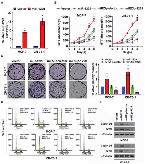 Mir Upregulation Promotes Breast Cancer Cell Proliferation In