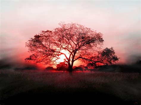 Silhouette of tree, landscape, sunset, trees HD wallpaper | Wallpaper Flare