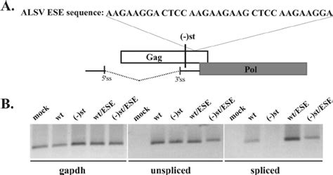 A Sequence Of The ASLV ESE Introduced Downstream Of The PTC Mutation