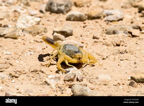 Escorpión deathstalker desde el desierto de Negev en busca de refugio