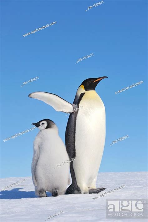 Emperor Penguin Aptenodytes Forsteri Adult And Chick Adult Spreading Wings Snow Hill Island