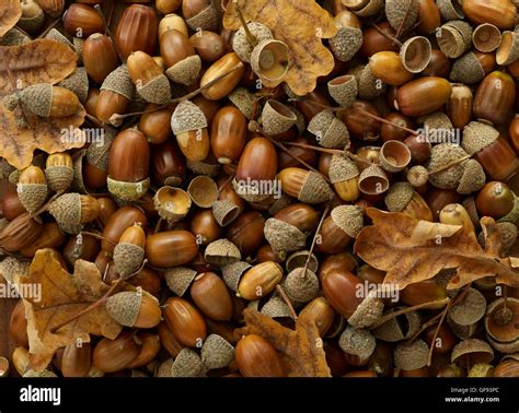 Acorns Oak Tree Hi Res Stock Photography And Images Alamy