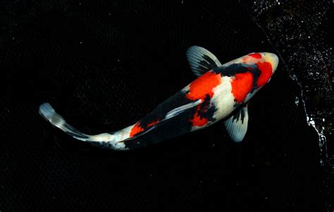 What Is The Rarest Koi Fish 18 Exquisite And Valuable Koi Carp