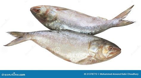 Popular Ilish Fish Of Southeast Asia Stock Photos - Image: 21378773