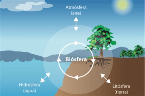 Taupotó Fodrász Agglegény cuales son las partes de la biosfera