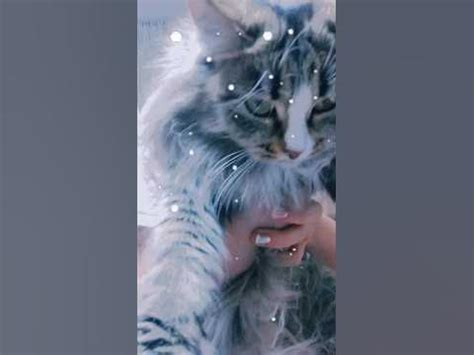 #котики #рекомендации #кот #коты #котик #кошечки #реки #врек #втоп #cat ...