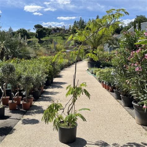 Albizia Julibrissin Ombrella Boubri cépée Arbre à soie Pépinière