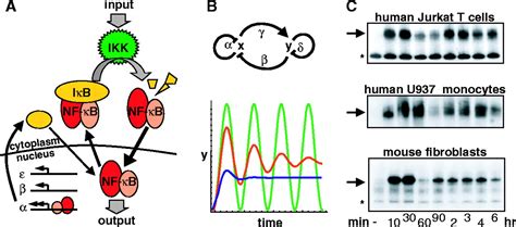 The I B Nf B Signaling Module Temporal Control And Selective Gene