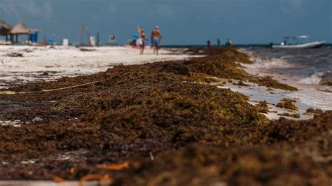 Riesgo En El Mar Caribe Por El Sargazo Ntcd Noticias