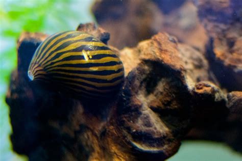 The 13 Best Types Of Aquarium Snails Freshwater