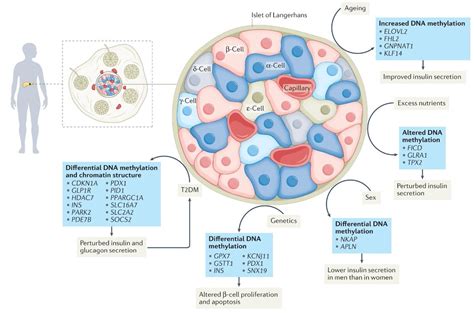 Nature Reviews Endocrinology On Twitter Epigenetics Of Type