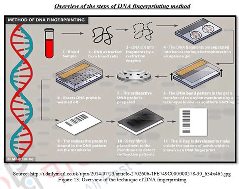 Dna Fingerprinting Vntr Mini Satellite And Micro Satellite Forensic Anthropology