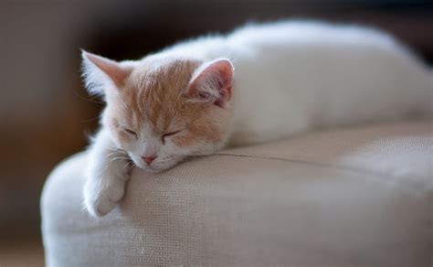 Gatito Blanco Sueño Blanco y jengibre Lindo Adorable Animales