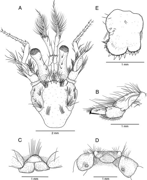 Pagurus Fraserorum N Sp A Ovigerous Female Paratype Mm Samc