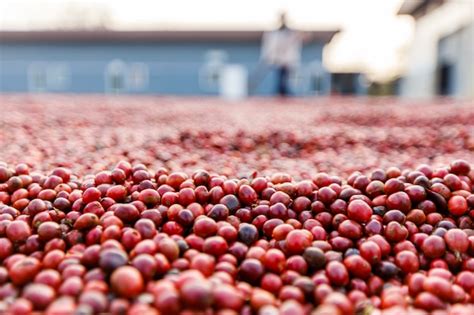 Granos De Caf Secado Al Sol Cafetales En Finca Cafetalera Foto Premium