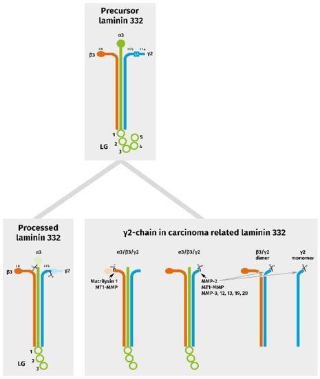 Cancers Free Full Text Invasion Associated Reorganization Of