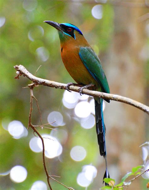 Suzanne Britton Nature Photography Blue Crowned Motmot