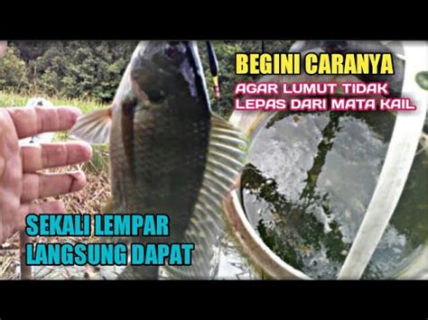 CARA PASANG LUMUT AGAR TIDAK MUDAH LEPAS DARI MATA KAIL Sekali Lempar