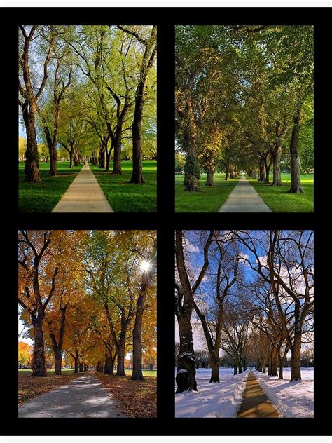 The Four Seasons At Colorado State Universitys Oval Canvas Print For