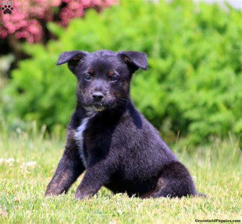 Mitch - Blue Heeler Mix Puppy For Sale in Pennsylvania