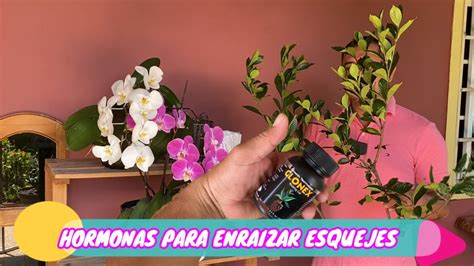 COMO ENRAIZAR ESQUEJES CUALQUIER PLANTA COMO USAR LOS ENRAIZADORES DE