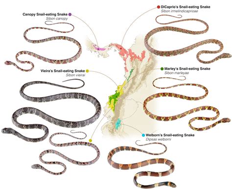 Newly Described Dicaprios Snake And Others Threatened By Mining In