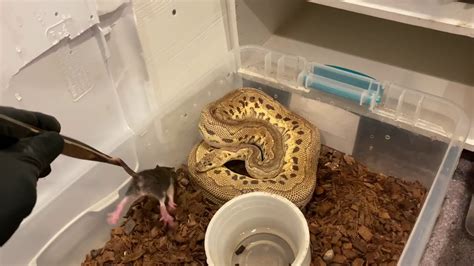 Ball Python Live Feeding Youtube