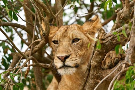 The Ishasha Sector Of Queen Elizabeth National Park Tree Climbing Lions