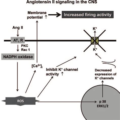 Effects Of Central Infusion Of An Aldosterone Synthase AS Inhibitor