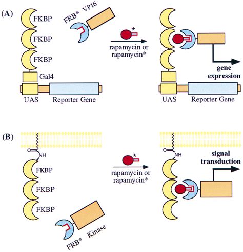 Conditional Gene Activation And Membrane Recruitment With Nontoxic