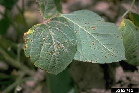 Bacterial Blight Pseudomonas Savastanoi Pv Glycinea On Soybean Glycine Max 5363761