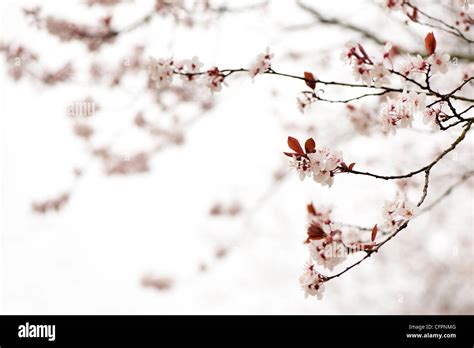 Prunus Cerasifera Diversifolia Cherry Plum Blossom Stock Photo Alamy